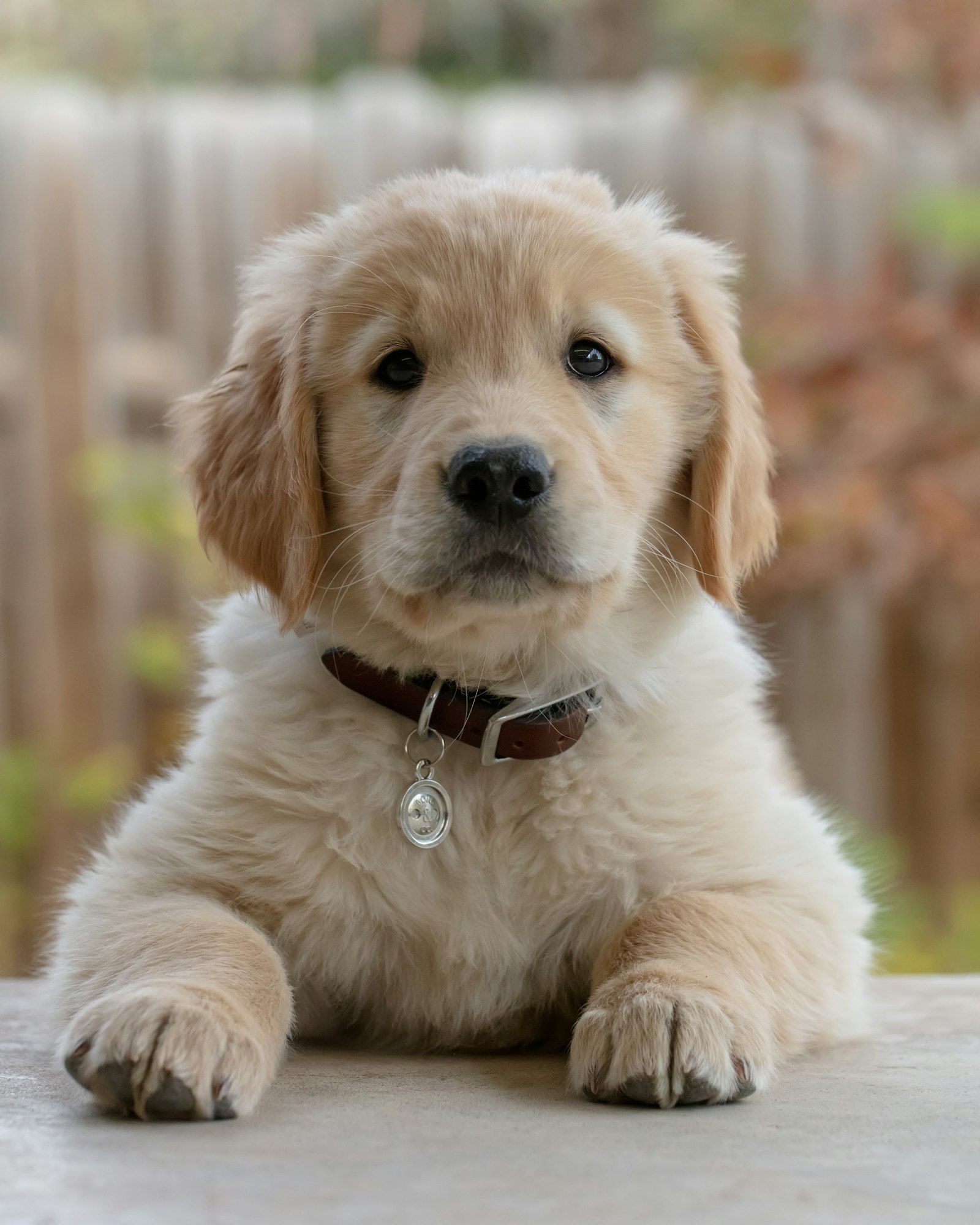 A goldendoodle puppy