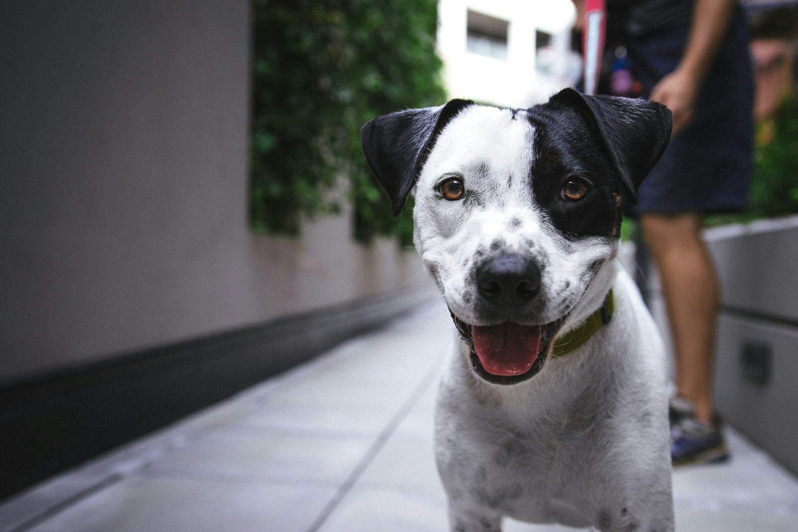 The first 72 hours: bringing your puppy home