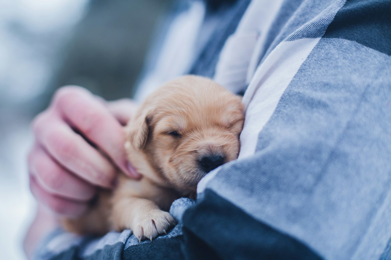A golden puppy sleeps in the crook of a person's arm while a hand rests on its back