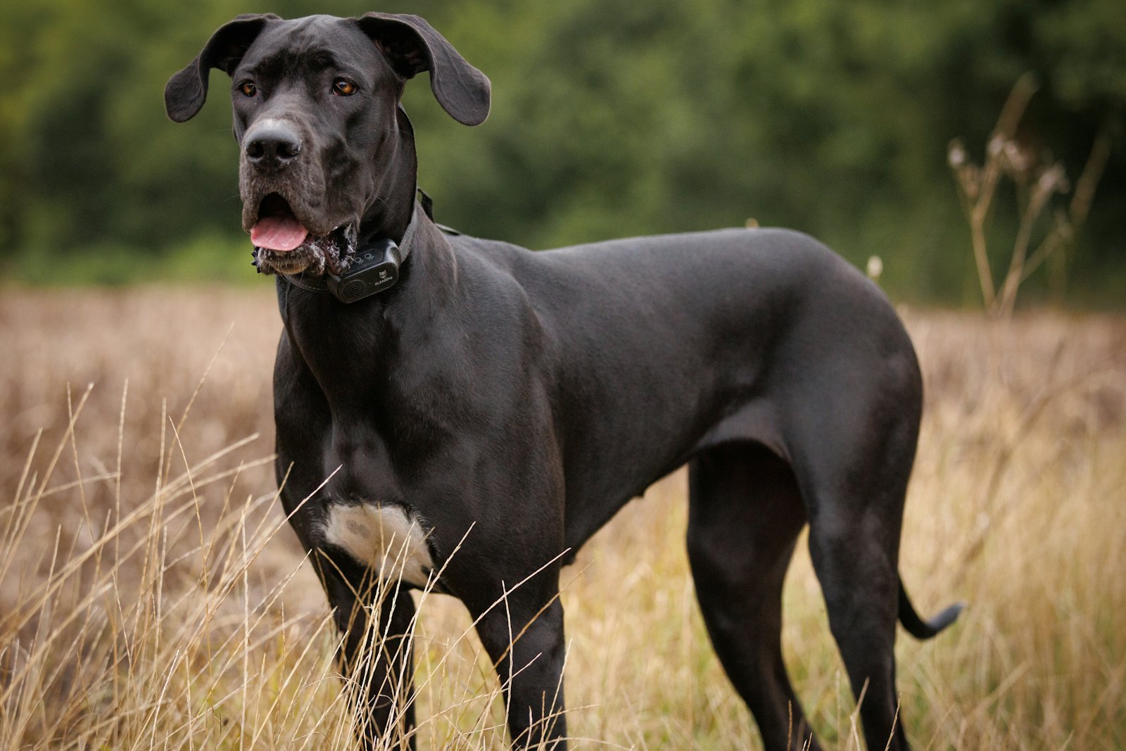 A black Great Dane stands in tall dry grass with trees behind it