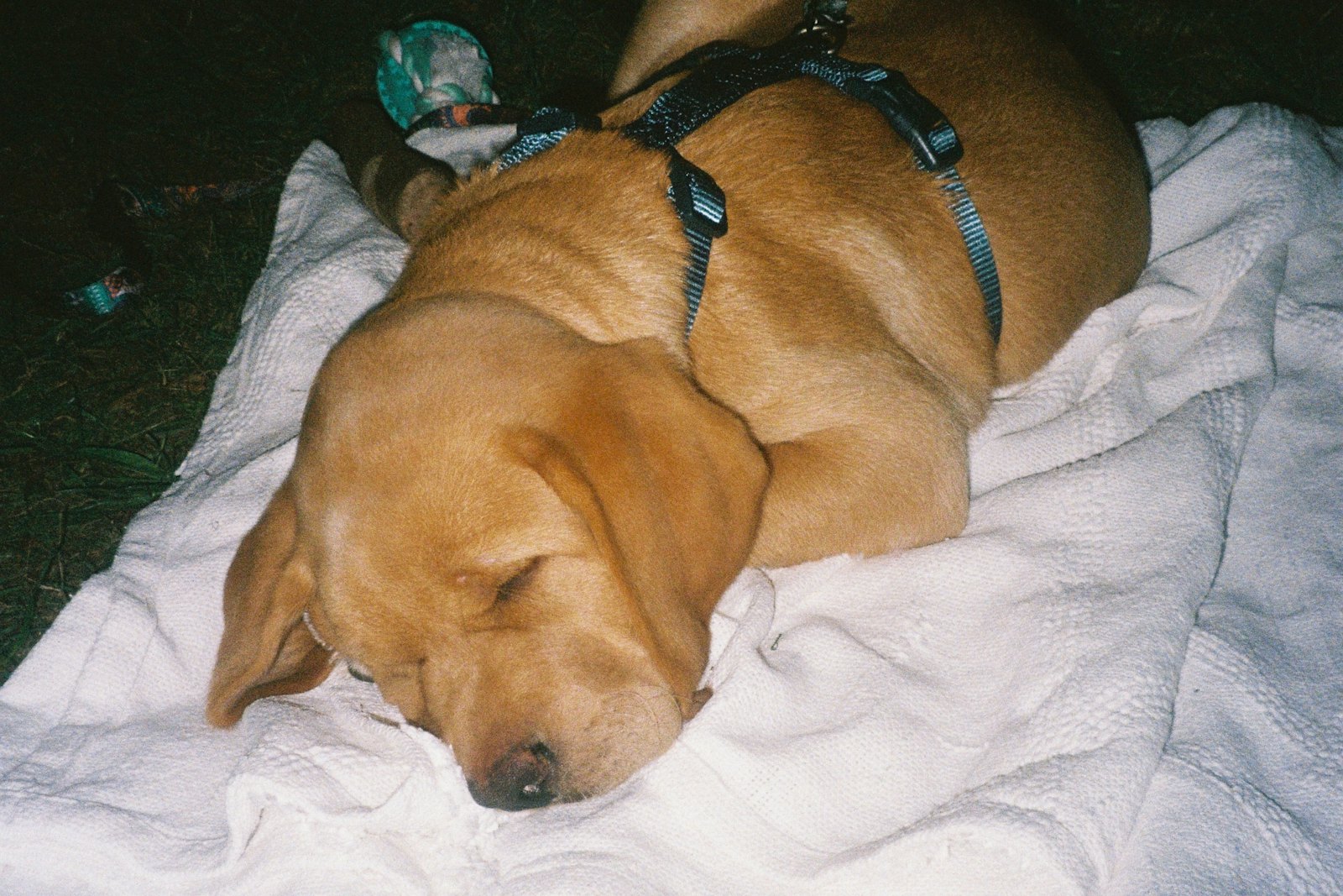 A golden Labrador puppy in a harness sleeps curled on a white blanket