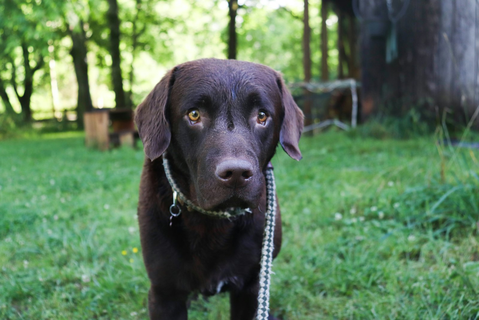 A chocolate Labrador stands on grass and looks at the camera
