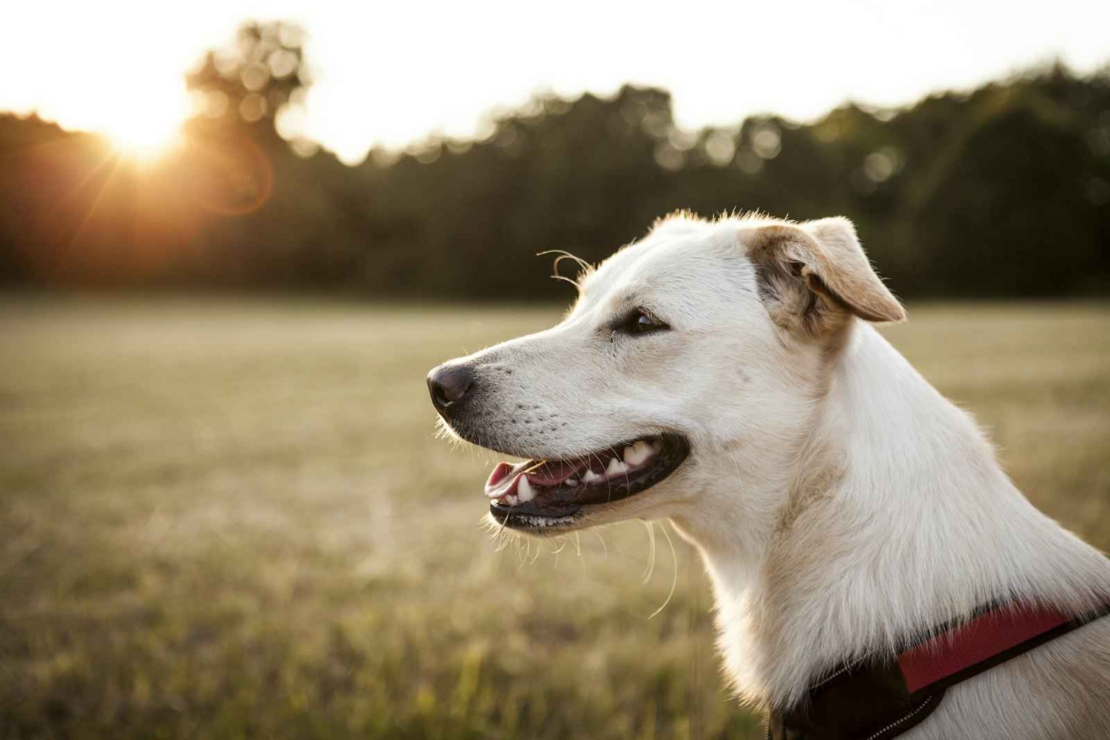 A white and yellow dog in a red harness looks out across a field at sunset