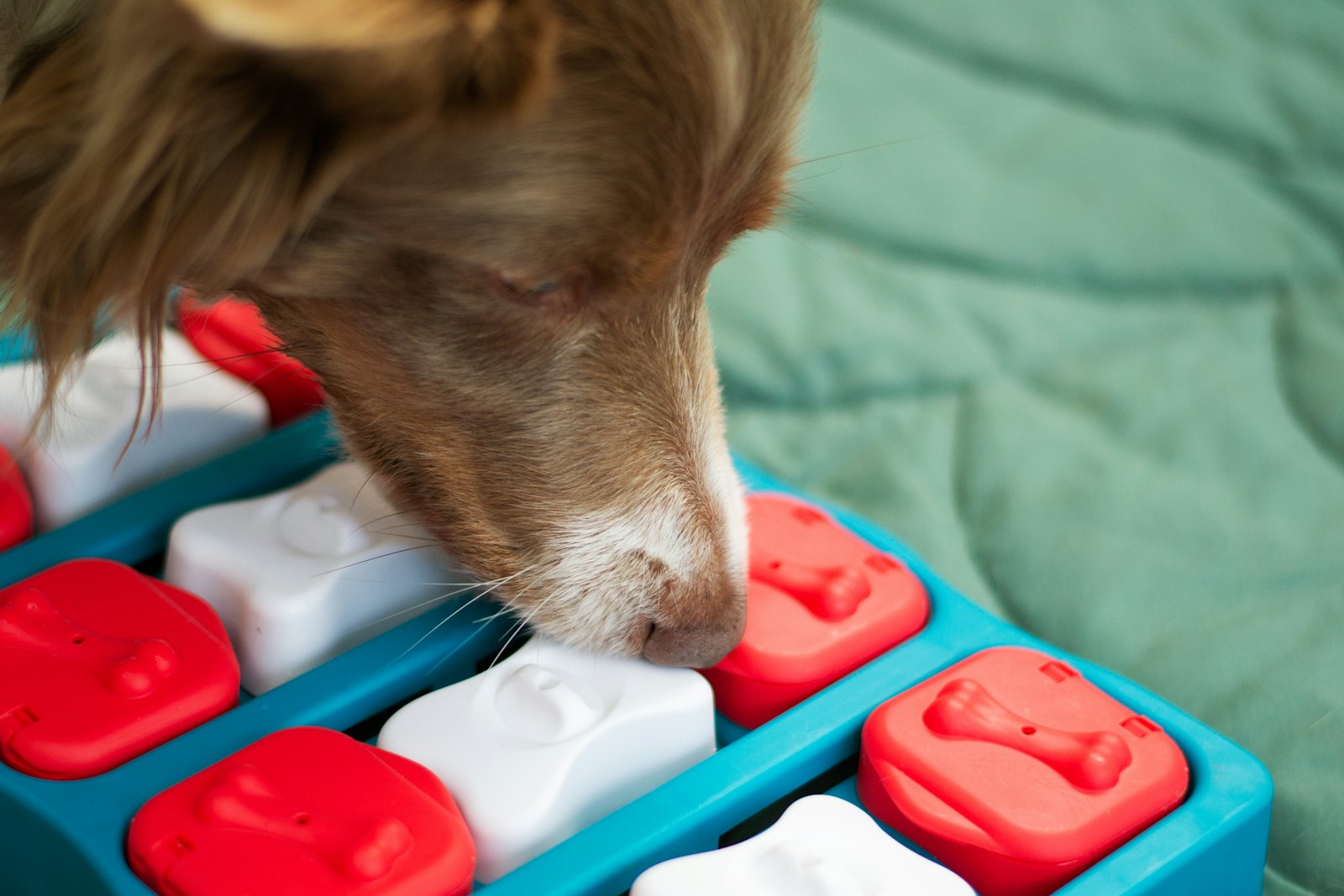 A brown and white dog sniffs the lids of a food puzzle toy on a green blanket