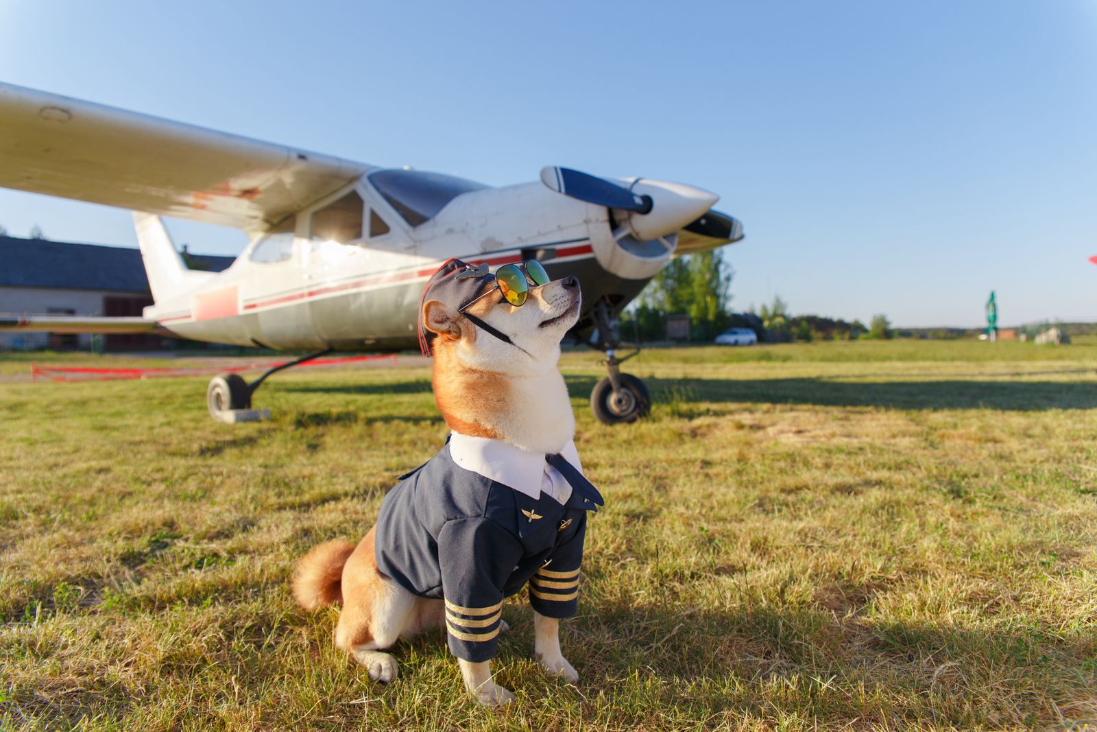 A Shiba Inu dressed as a pilot sits on grass in front of a small aircraft at an airfield