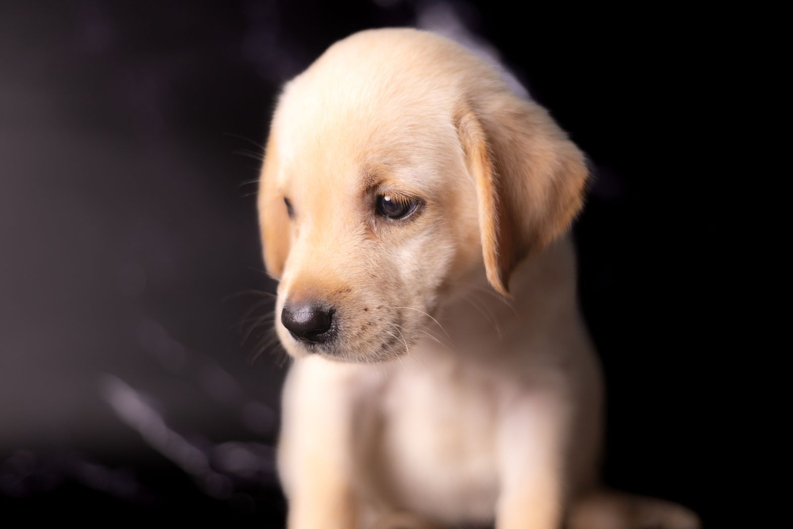 A young yellow Labrador Retriever puppy looks down against a dark background