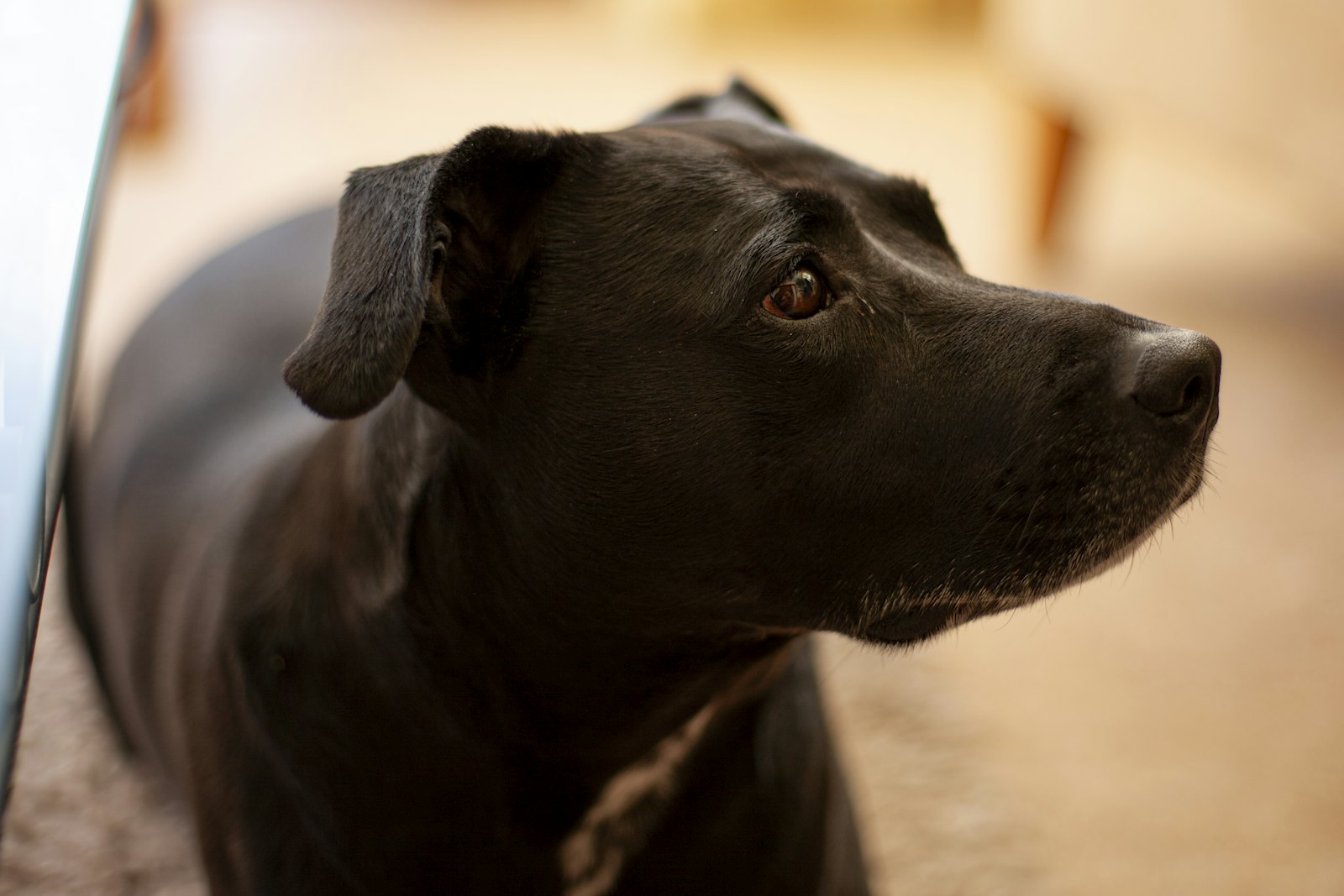 A black dog with a grey muzzle lies on a carpet and looks attentively to the right