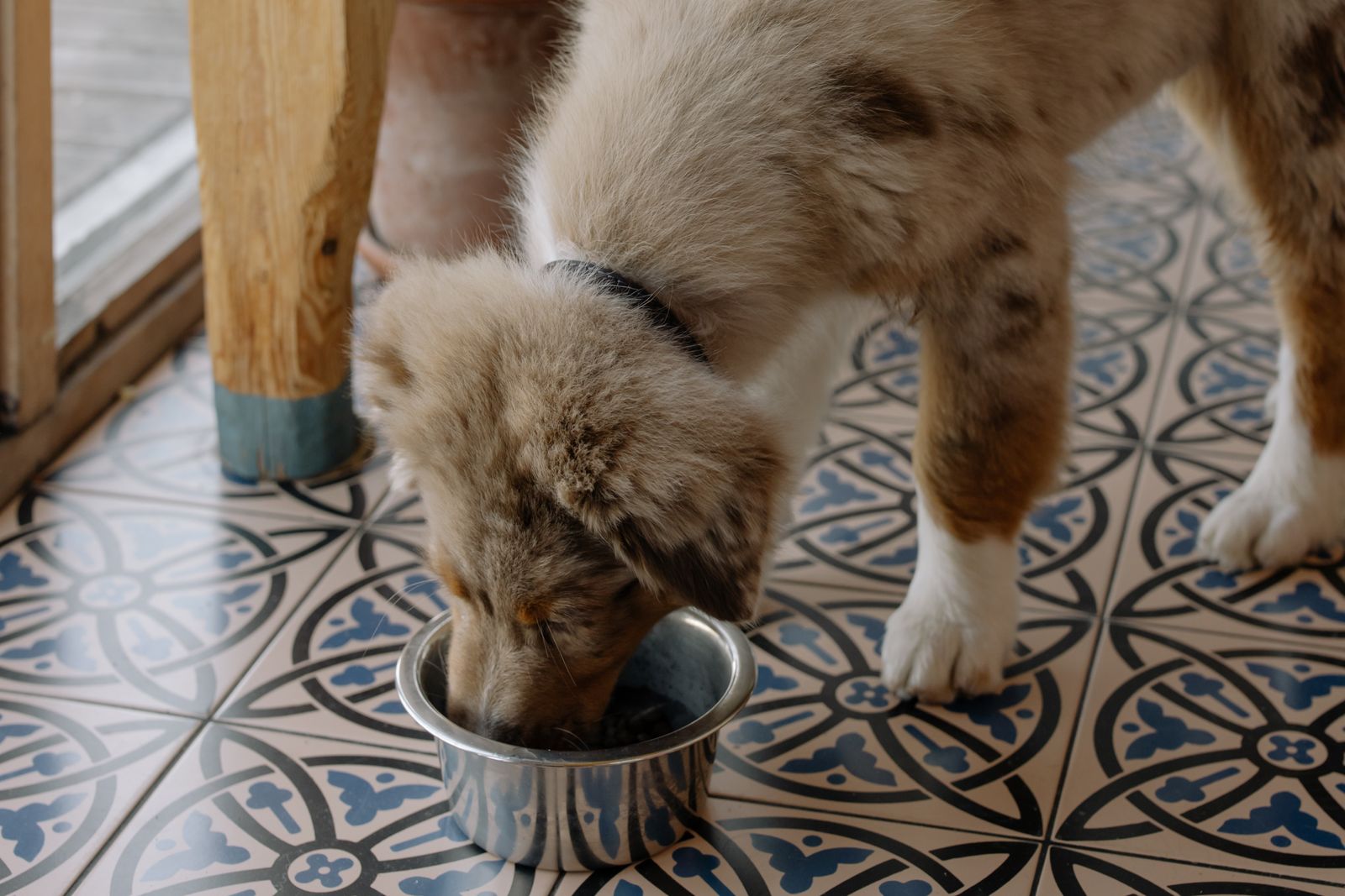 A fluffy merle puppy eats from a steel bowl on a patterned tile floor
