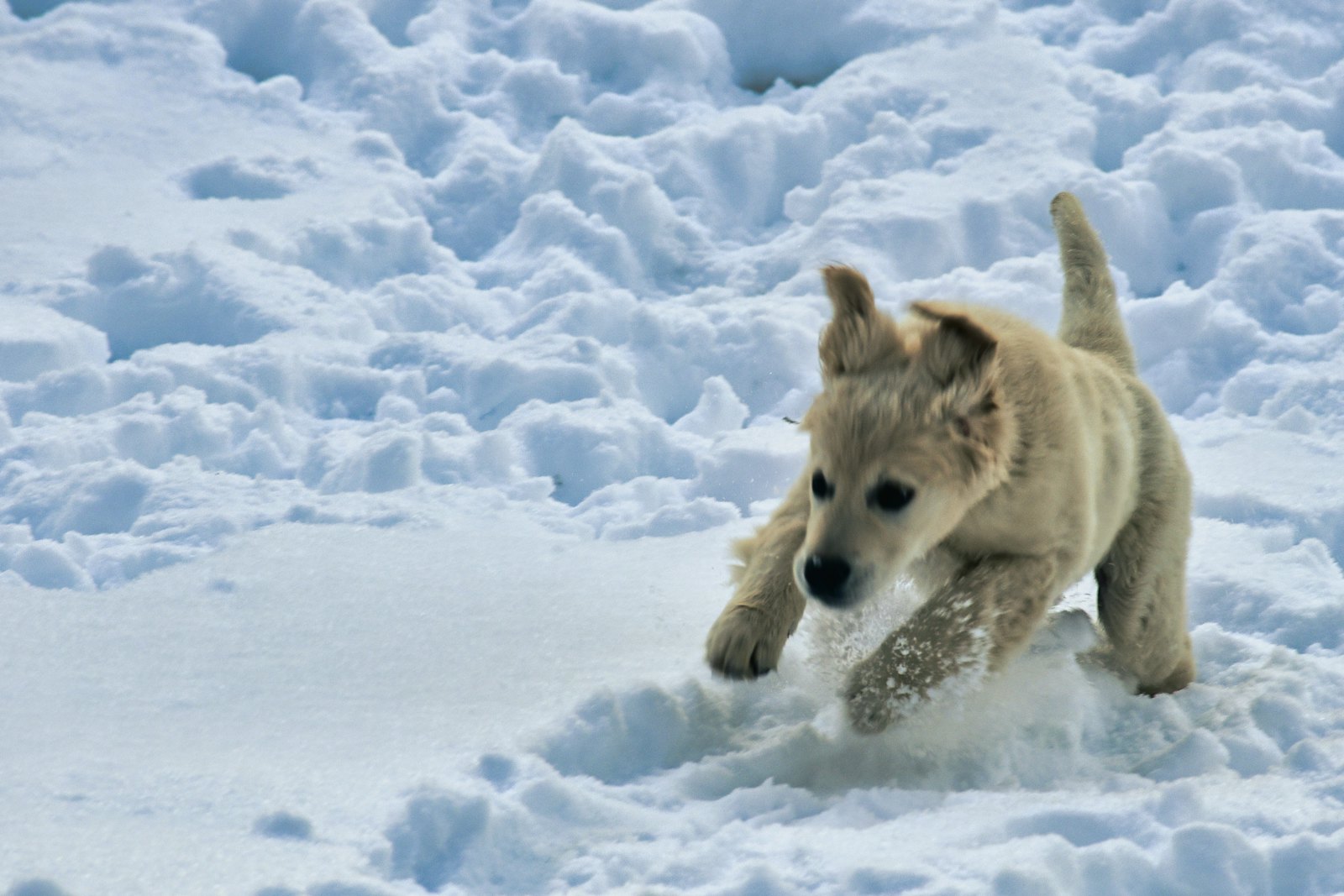 A cream-coloured puppy bounds through deep snow with its ears flying