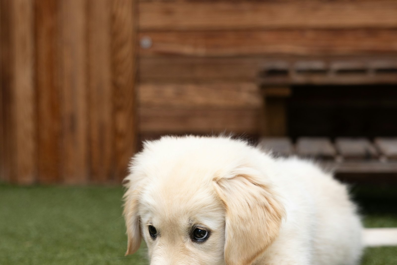 A cream golden retriever puppy lying on artificial grass chewing a teal tennis ball