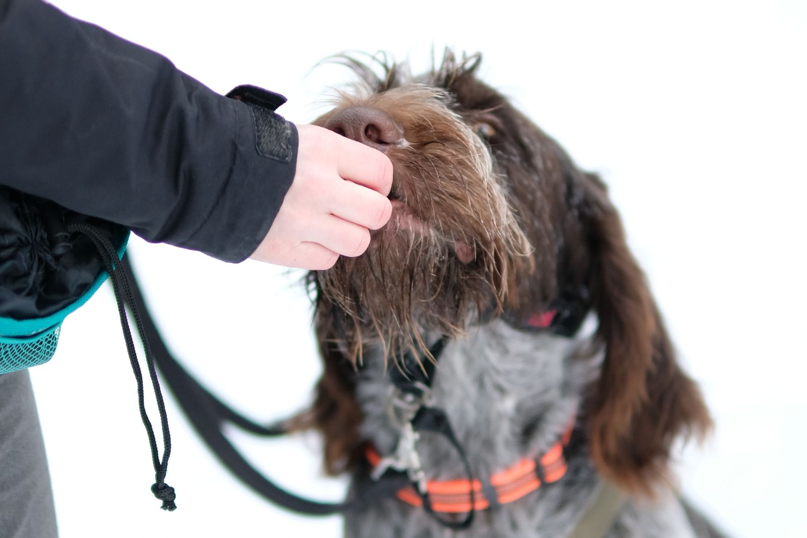 A German Wirehaired Pointer sits in the snow and takes a small treat from a person's hand